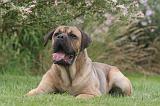 CANE CORSO 1311